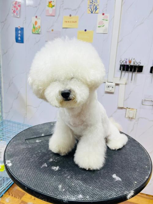 宠物美容一般学什么美容