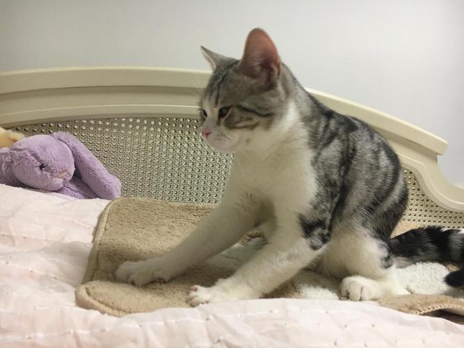 猫咪踩奶在什么部位