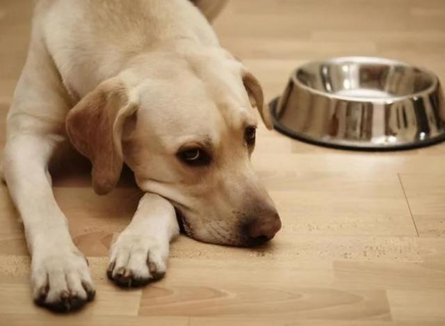 狗狗不吃食没精神怎么办