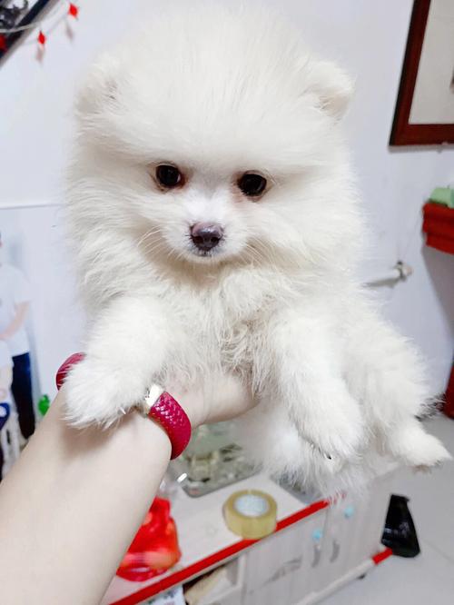 两个月博美怎么不叫