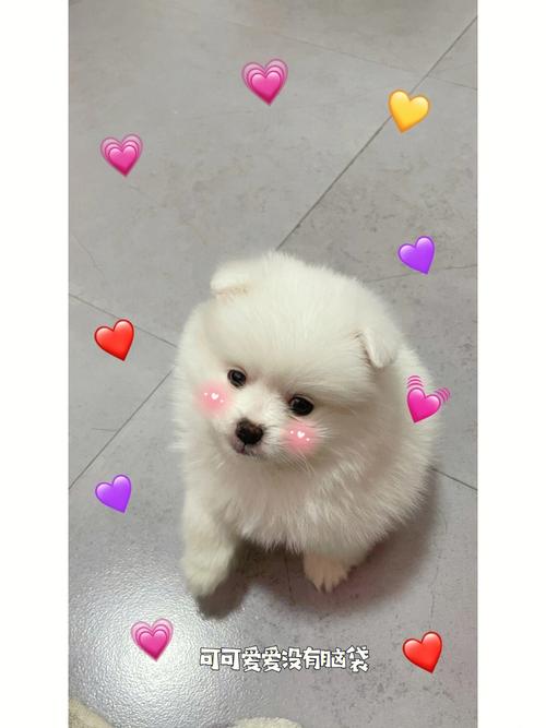 博美幼犬最喜欢吃什么