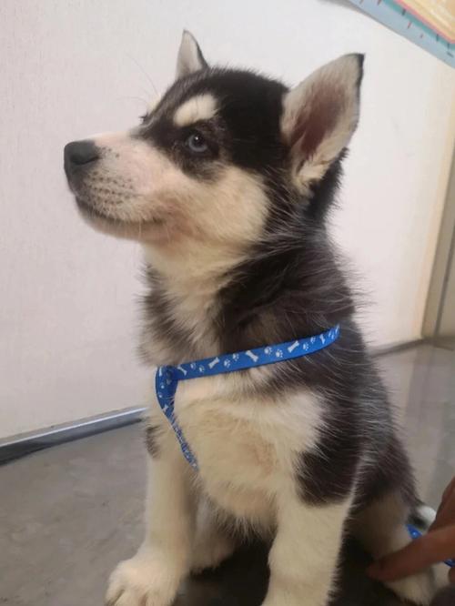 哈士奇幼犬怎么长得快