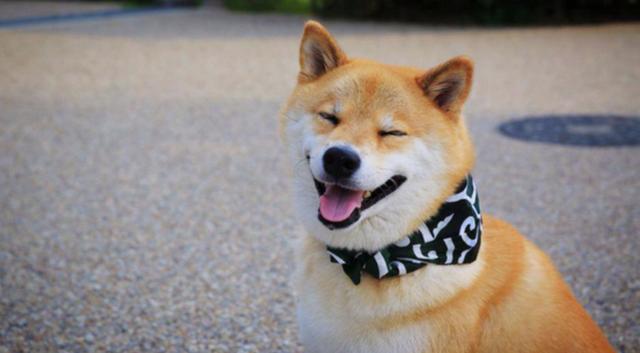 什么狗狗中型好看