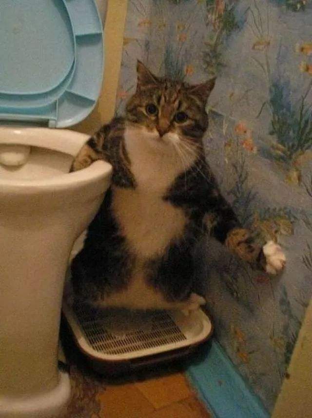 猫咪为什么在门口尿尿
