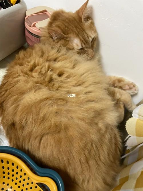 猫咪为什么突然会乱拉