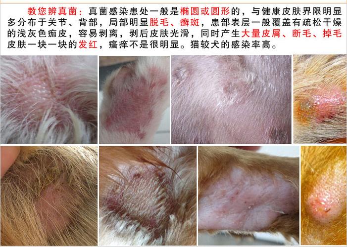 狗狗真菌癣怎么治