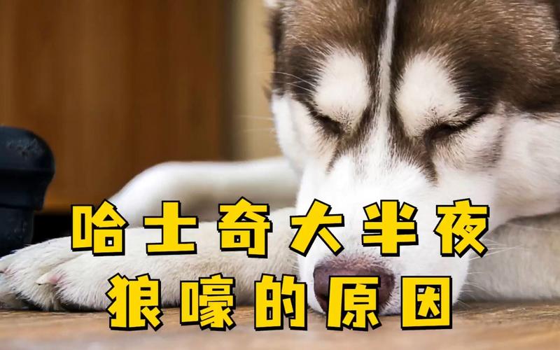 小狗狼嚎怎么治