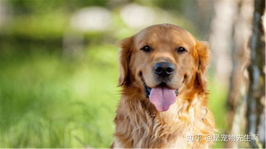 我家狗狗嘴臭怎么回事啊