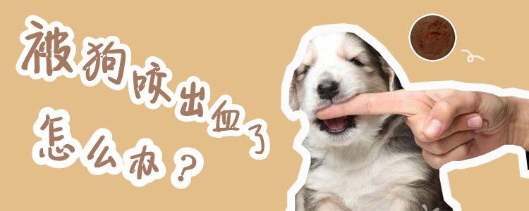 狗狗突然流血了怎么回事