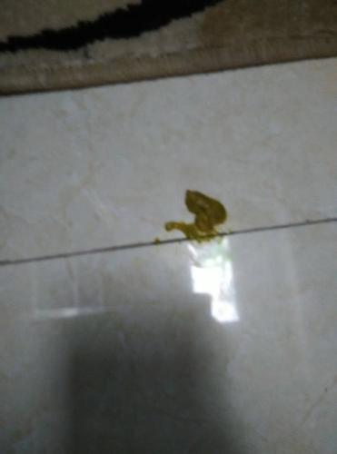 狗狗拉屎什么样正常吗