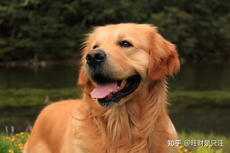 为什么金毛喜欢亲近人