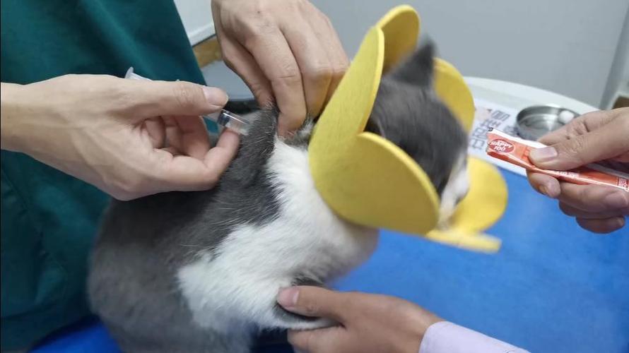 猫咪怎么腿部注射