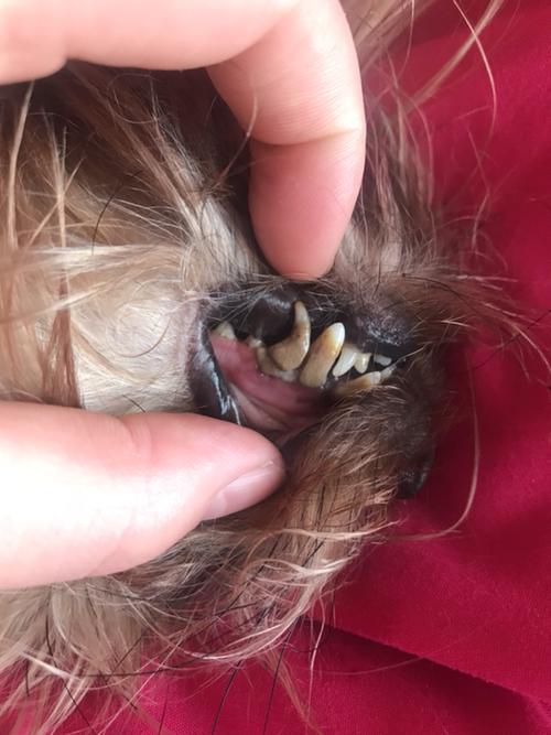 狗狗后臼齿掉了怎么办