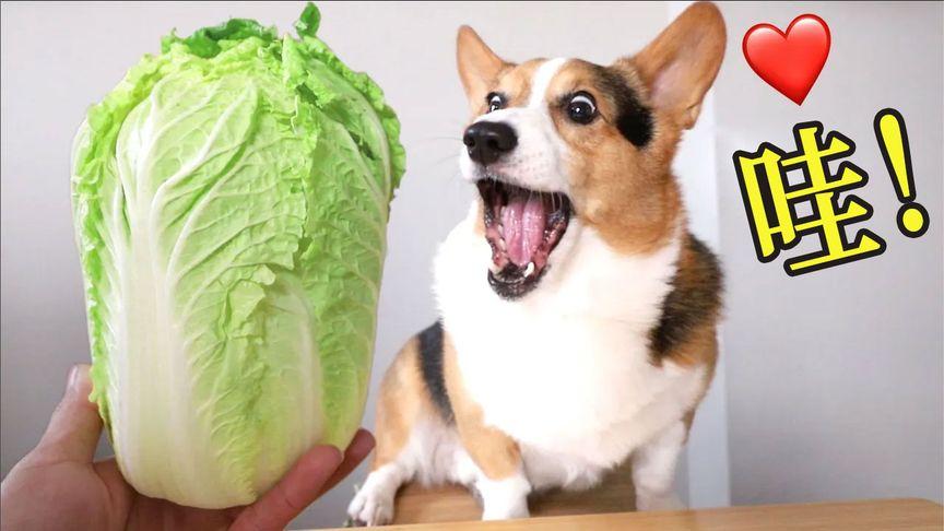 狗狗为什么吃白菜