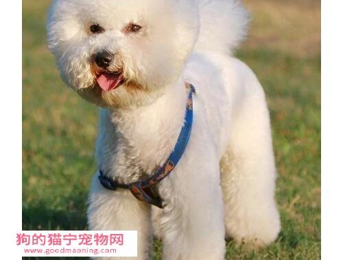 比熊剧烈喘气咳嗽怎么办