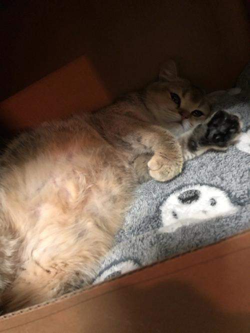 猫咪刚怀孕有什么症状