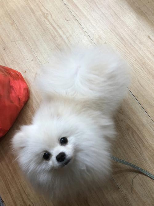 博美白色叫什么名字