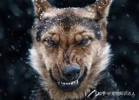 怎么教狗狗凶和不凶