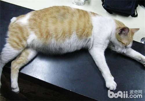猫咪怀孕吃什么会流产
