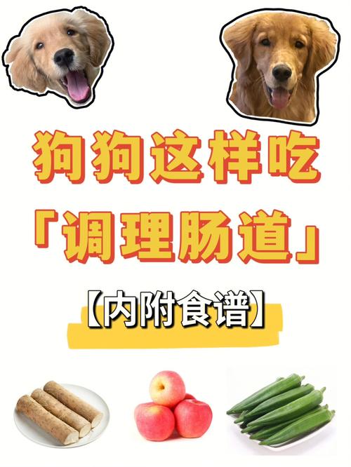 小狗胃不好怎么调理