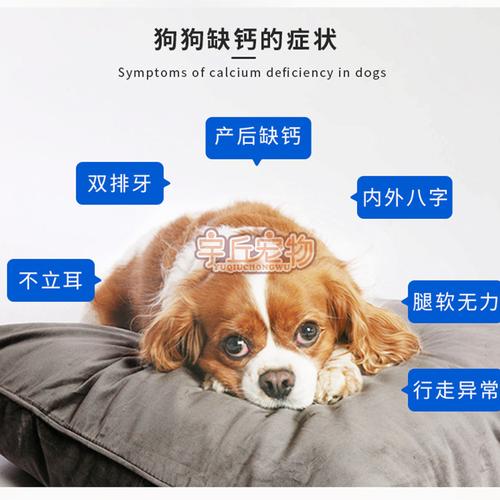 宠物狗补钙用什么