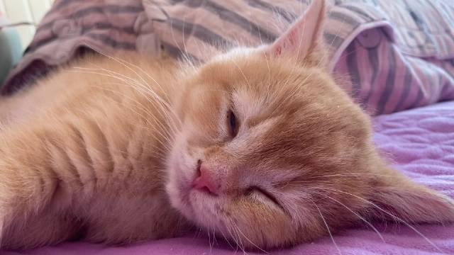 猫咪呼噜为什么很治愈