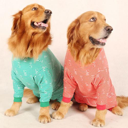 怎么给金毛幼犬做衣服
