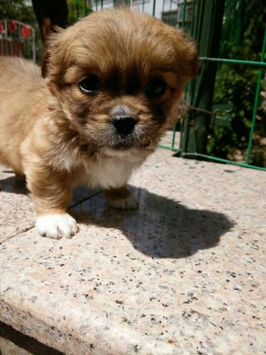 买什么地方小狗