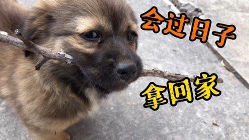 小狗出门乱跑乱叫怎么回事