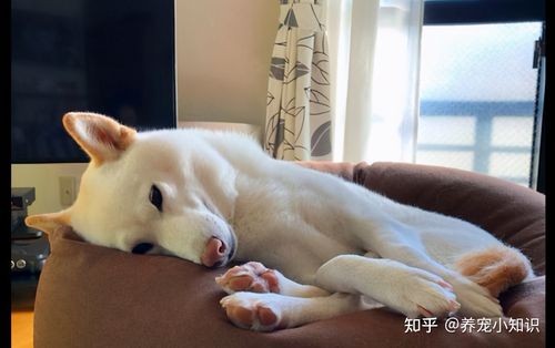 小狗喜欢爬人怎么办