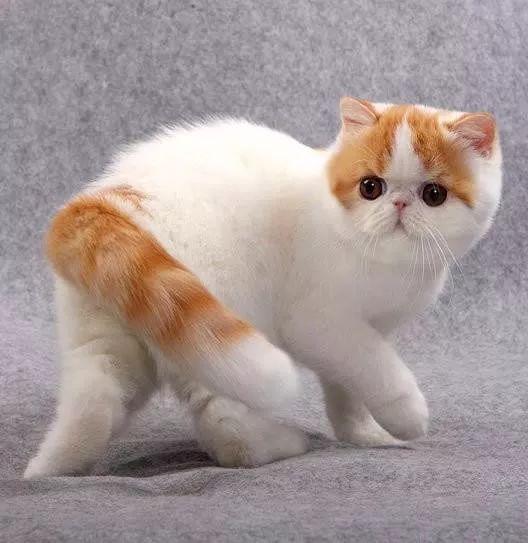 什么宠物猫适合上班族养
