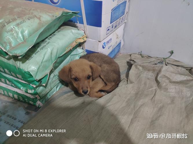 狗狗细小到底怎么治疗