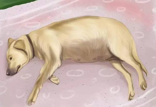 怎么能看出来狗狗怀孕