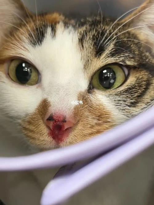 猫咪鼻子烂了是为什么