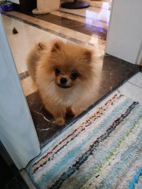 博美什么时候换犬牙