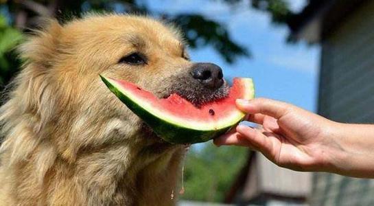 为什么狗狗不喜欢被吹