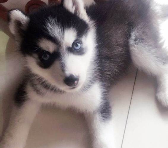 哈士奇幼犬肚里有虫怎么办