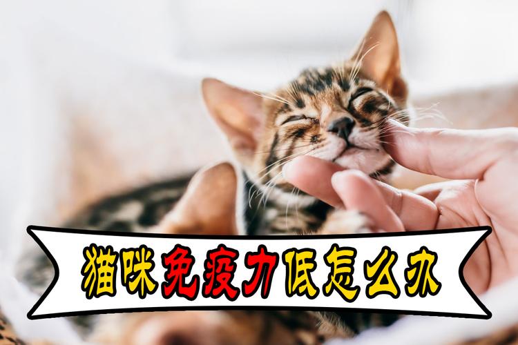 猫咪ph值低吃什么