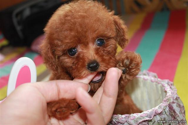 幼犬泰迪可以吃什么