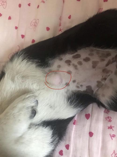 狗狗肚子有肿瘤怎么办