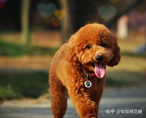 泰迪不爱吃狗粮怎么办
