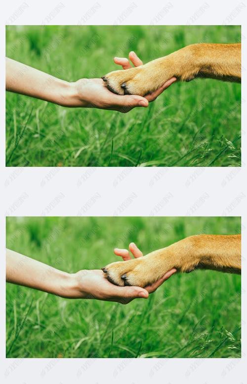 狗狗握手怎么学