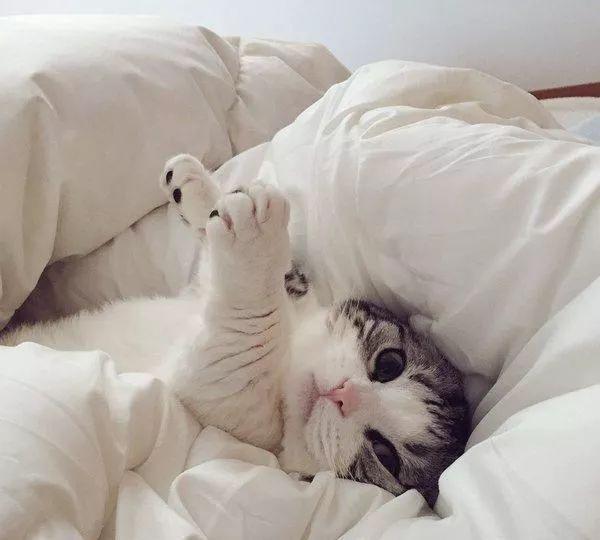猫咪喜欢爬床上怎么办