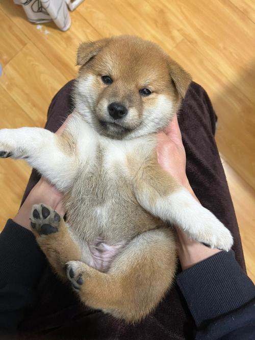 上海小柴犬什么价格