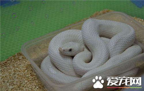 宠物蛇怎么样算健康