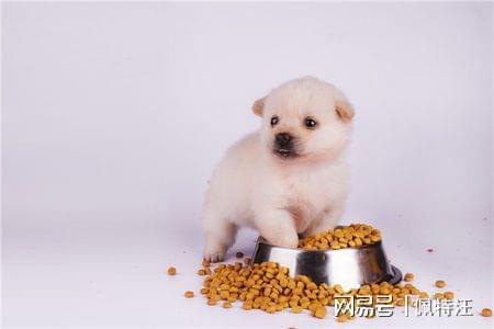 三个月小狗能吃点什么
