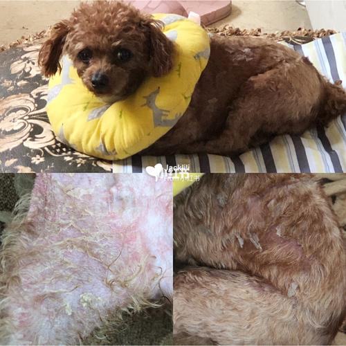 狗狗对刀头过敏用什么药