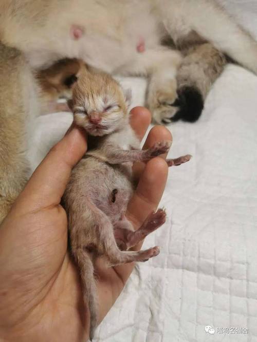 猫咪生的多了怎么办