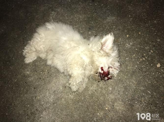 怎么预防母狗压死小狗