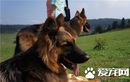 德牧拉血呕吐怎么办